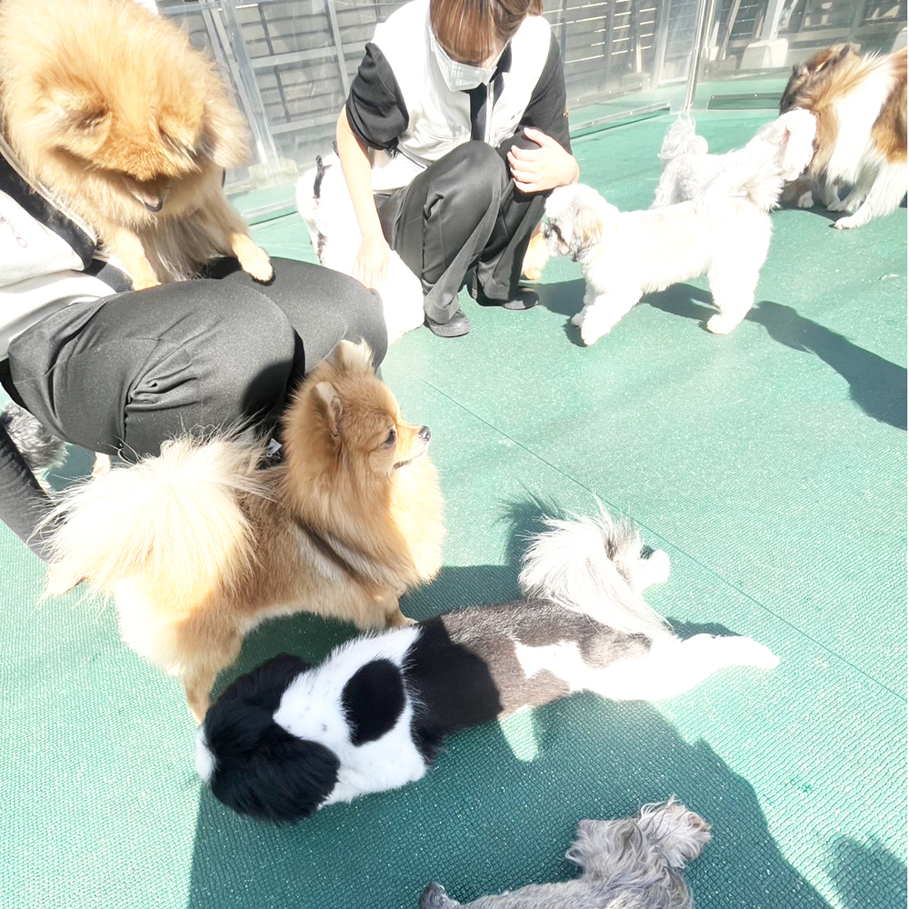 生徒が撮影したモデル犬たちの写真②